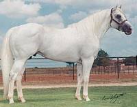 Royal Quick Dash, sired by Frist Down Cash by Dash For Cash